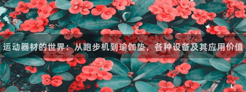 征途国际五金厂：运动器材的世界：从跑步机到瑜伽垫，各
